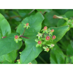 Hypericum androsaemum