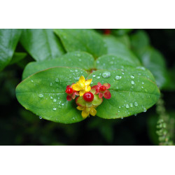 Hypericum androsaemum