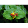 Hypericum androsaemum