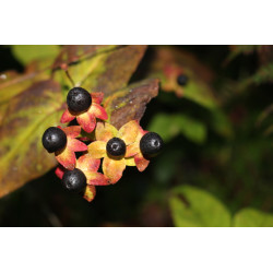 Hypericum androsaemum