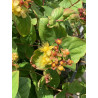 Hypericum androsaemum