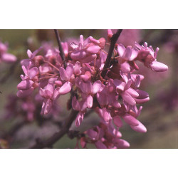 Cercis siliquastrum