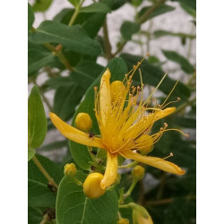 Hypericum hircinum