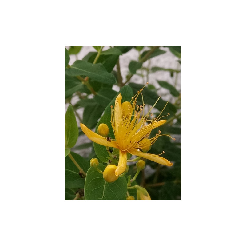 Hypericum hircinum