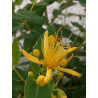 Hypericum hircinum