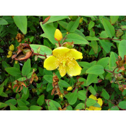 Hypericum hircinum