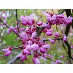 Cercis siliquastrum