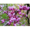 Cercis siliquastrum