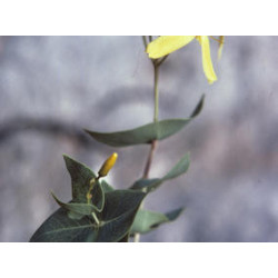 Hypericum pamphylicum