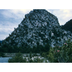 Hypericum pamphylicum