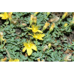 Hypericum vacciniifolium