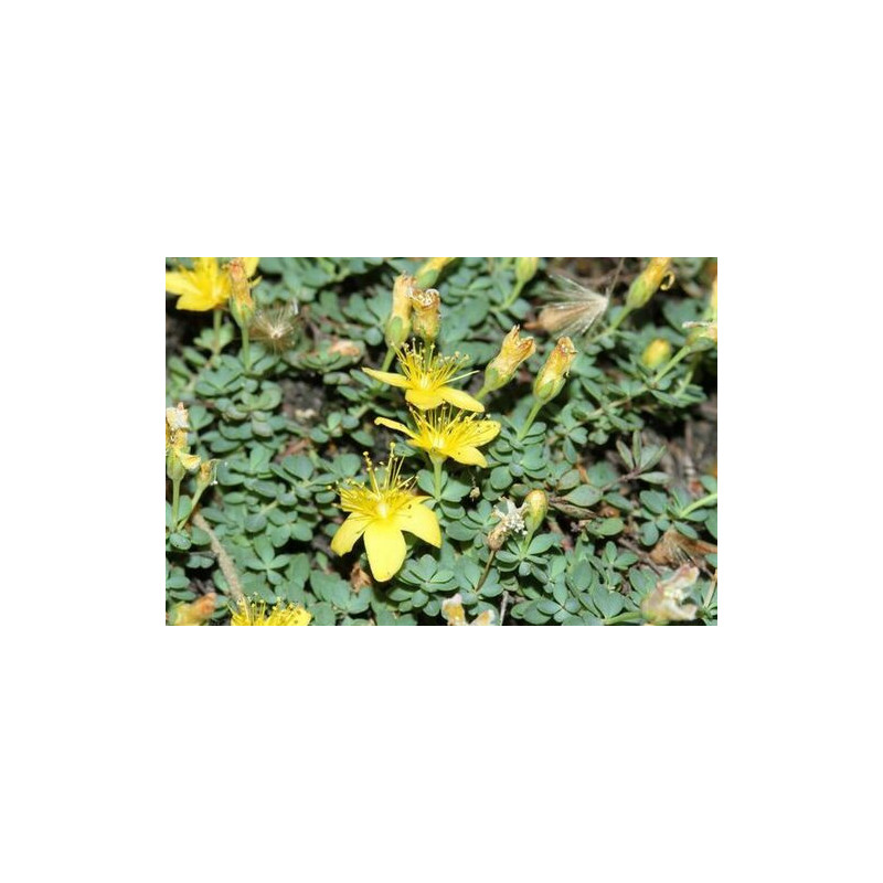 Hypericum vacciniifolium