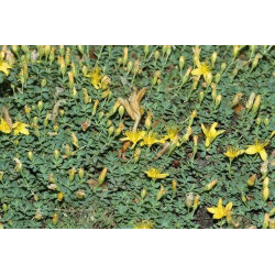 Hypericum vacciniifolium