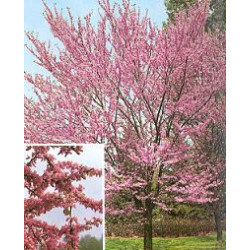 Cercis siliquastrum