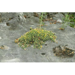 Hypericum vacciniifolium