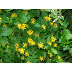 Hypericum xylosteifolium