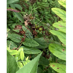 Hypericum xylosteifolium