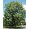 Carya illinoensis