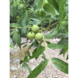 Juglans nigra