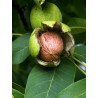 Juglans regia
