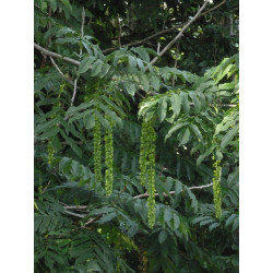 Pterocarya fraxinifolia