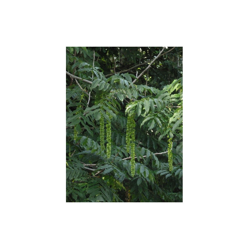 Pterocarya fraxinifolia