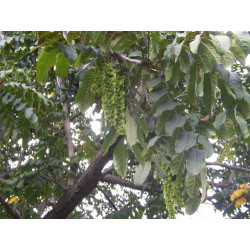 Pterocarya fraxinifolia