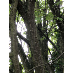 Pterocarya fraxinifolia