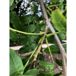 Pterocarya fraxinifolia