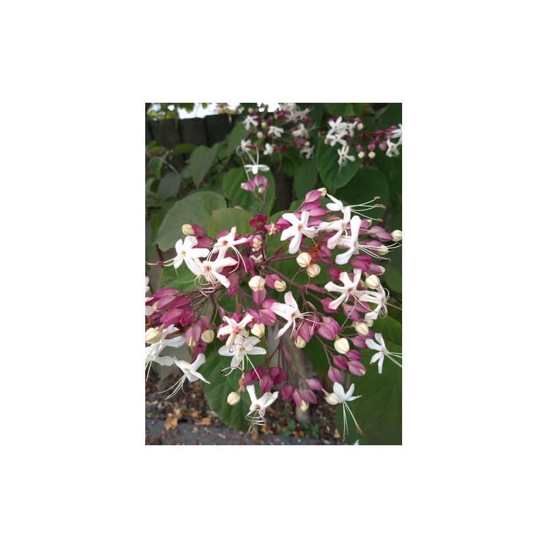Clerodendrum trichotomum
