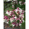 Clerodendrum trichotomum
