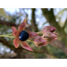 Clerodendrum trichotomum