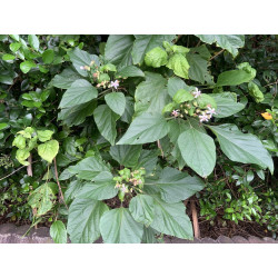 Clerodendrum trichotomum