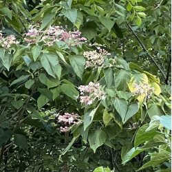 Clerodendrum trichotomum