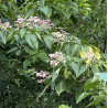 Clerodendrum trichotomum
