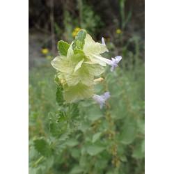 Hymenocrater bituminosus