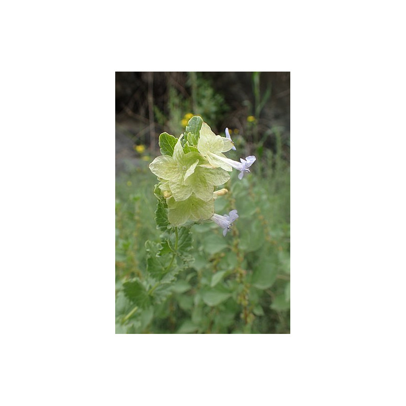 Hymenocrater bituminosus