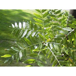 Gleditschia triacanthos