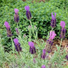 Lavandula stoechas