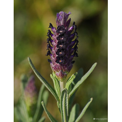Lavandula stoechas