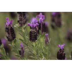 Lavandula stoechas