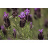 Lavandula stoechas