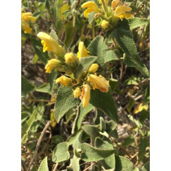 Phlomis viscosa