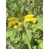 Phlomis viscosa