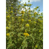Phlomis viscosa