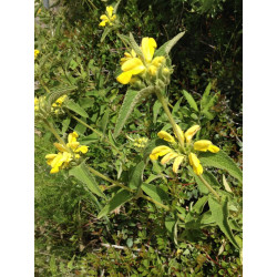 Phlomis viscosa