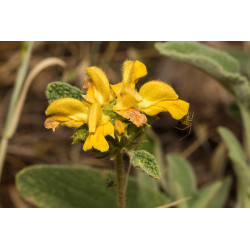 Phlomis bourgaei
