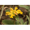 Phlomis bourgaei