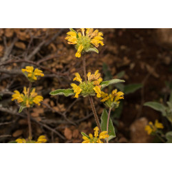 Phlomis bourgaei