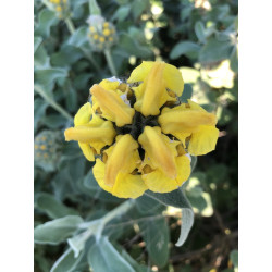 Phlomis fruticosa
